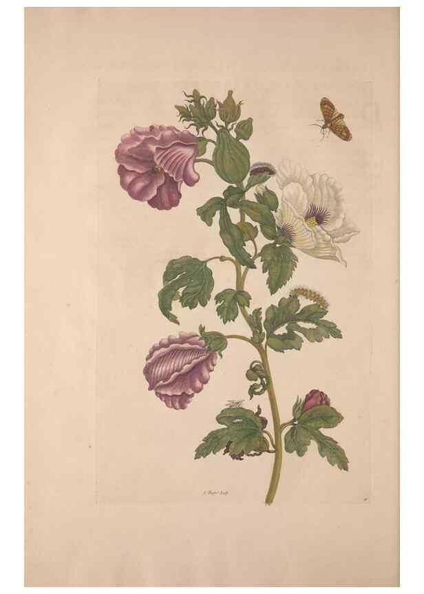 Reproducción/Reproduction 8507306254: Metamorphosis insectorum surinamensium.. Amsterdam :Voor den auteur, als ook by G. Valck,[1705]