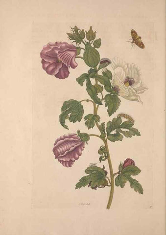 Reproducción/Reproduction 8507306254: Metamorphosis insectorum surinamensium.. Amsterdam :Voor den auteur, als ook by G. Valck,[1705]