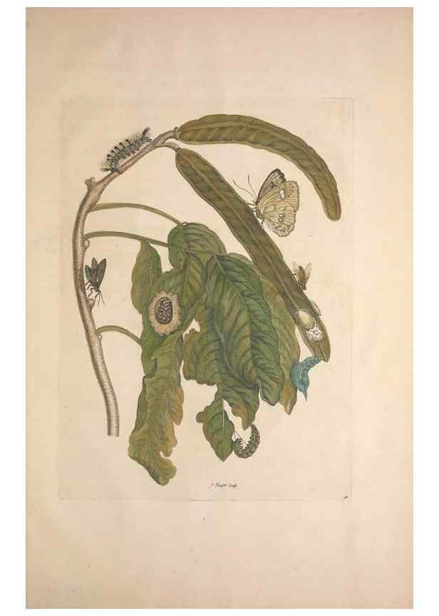 Reproducción/Reproduction 8507318944: Metamorphosis insectorum surinamensium.. Amsterdam :Voor den auteur, als ook by G. Valck,[1705]