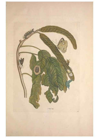 Reproducción/Reproduction 8507318944: Metamorphosis insectorum surinamensium.. Amsterdam :Voor den auteur, als ook by G. Valck,[1705]