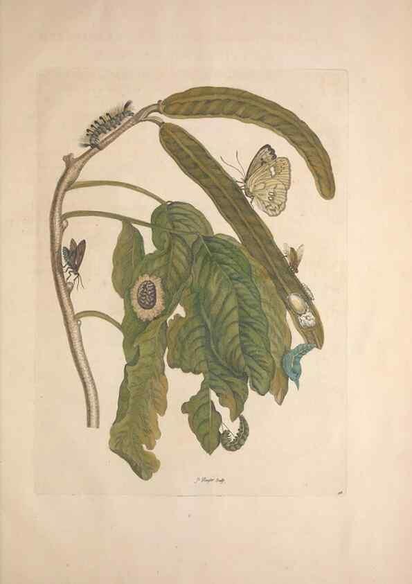 Reproducción/Reproduction 8507318944: Metamorphosis insectorum surinamensium.. Amsterdam :Voor den auteur, als ook by G. Valck,[1705]