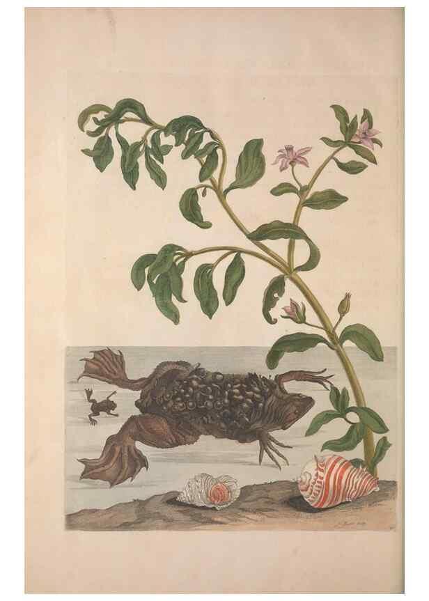 Reproducción/Reproduction 8507319472: Metamorphosis insectorum surinamensium.. Amsterdam :Voor den auteur, als ook by G. Valck,[1705]