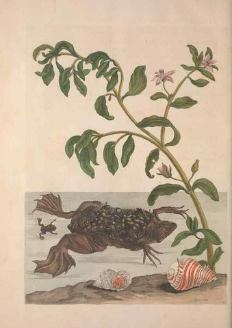 Reproducción/Reproduction 8507319472: Metamorphosis insectorum surinamensium.. Amsterdam :Voor den auteur, als ook by G. Valck,[1705]