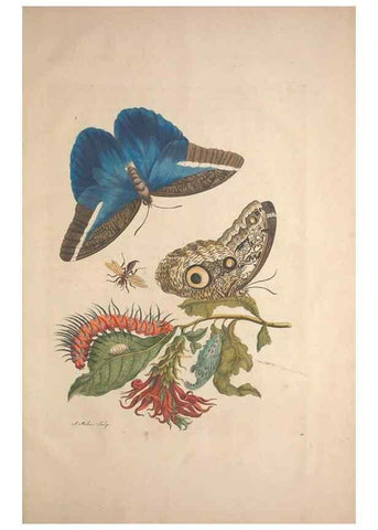 Reproducción/Reproduction 8507320034: Metamorphosis insectorum surinamensium.. Amsterdam :Voor den auteur, als ook by G. Valck,[1705]