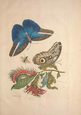 Reproducción/Reproduction 8507320034: Metamorphosis insectorum surinamensium.. Amsterdam :Voor den auteur, als ook by G. Valck,[1705]