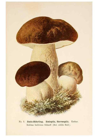 Reproducción/Reproduction 8510508338: Führer für Pilzfreunde.. Zwickau i. S.,Förster & Borries,1896.