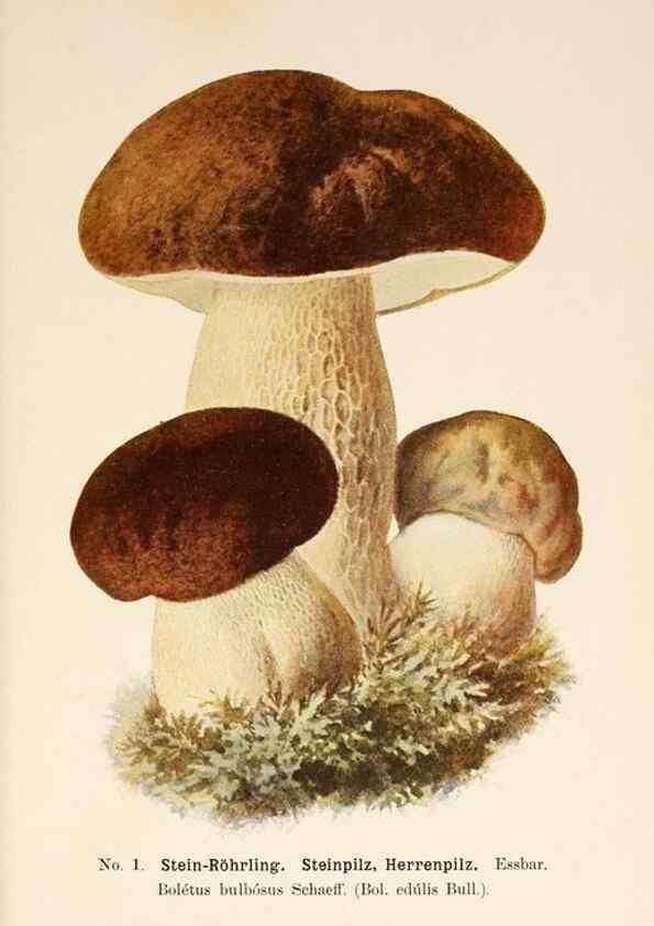 Reproducción/Reproduction 8510508338: Führer für Pilzfreunde.. Zwickau i. S.,Förster & Borries,1896.
