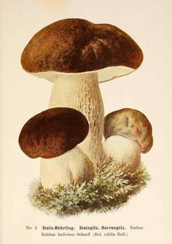 Reproducción/Reproduction 8510508338: Führer für Pilzfreunde.. Zwickau i. S.,Förster & Borries,1896.
