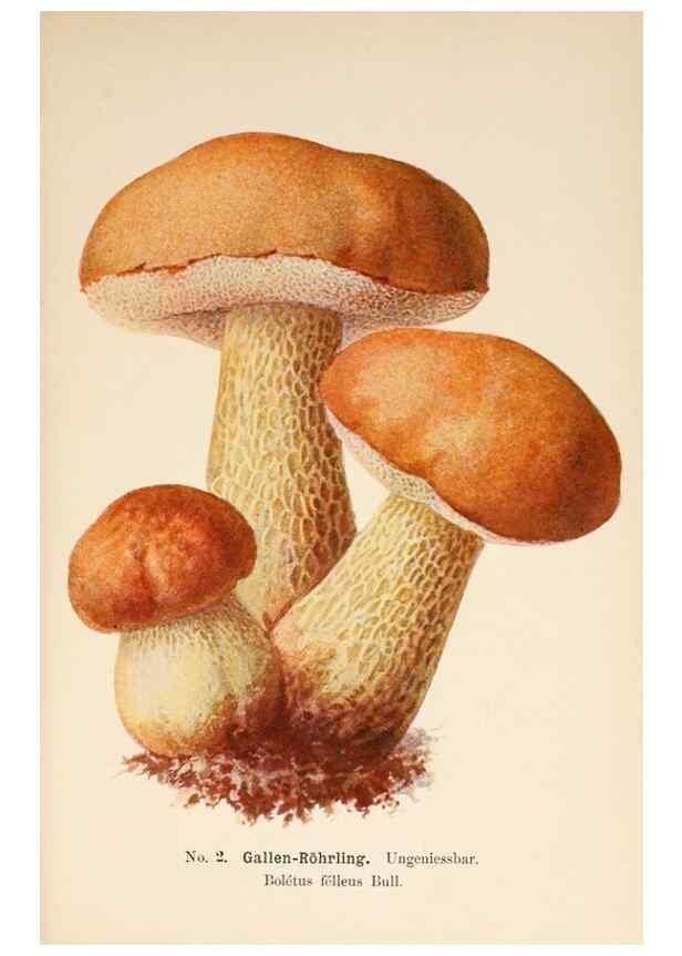 Reproducción/Reproduction 8509400359: Führer für Pilzfreunde.. Zwickau i. S.,Förster & Borries,1896.