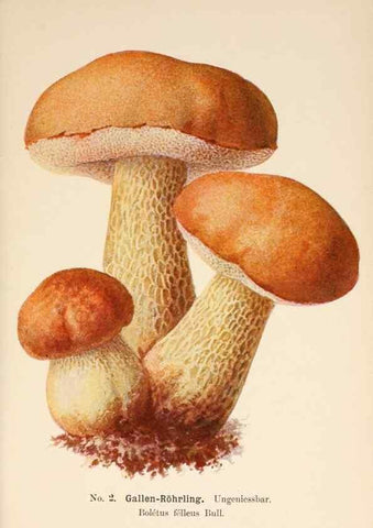 Reproducción/Reproduction 8509400359: Führer für Pilzfreunde.. Zwickau i. S.,Förster & Borries,1896.