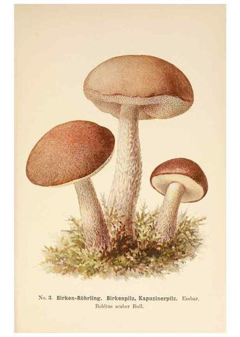 Reproducción/Reproduction 8510509164: Führer für Pilzfreunde.. Zwickau i. S.,Förster & Borries,1896.