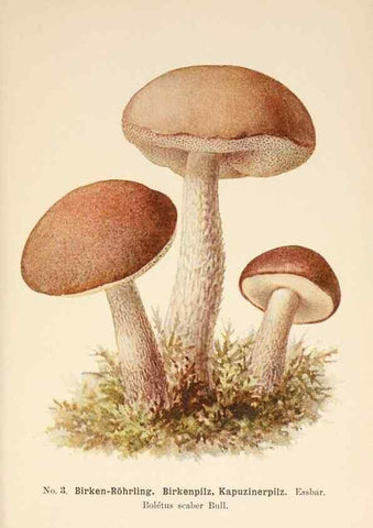 Reproducción/Reproduction 8510509164: Führer für Pilzfreunde.. Zwickau i. S.,Förster & Borries,1896.
