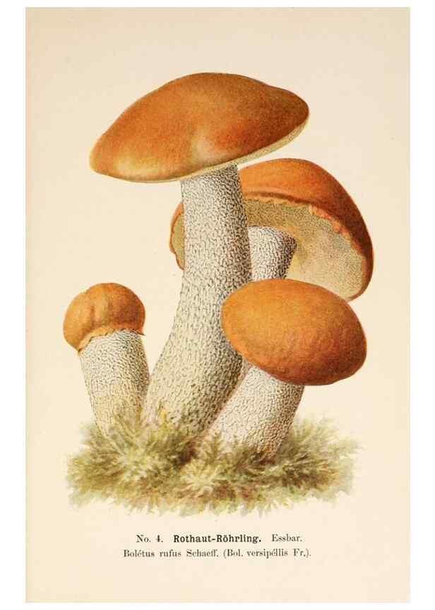 Reproducción/Reproduction 8510509442: Führer für Pilzfreunde.. Zwickau i. S.,Förster & Borries,1896.