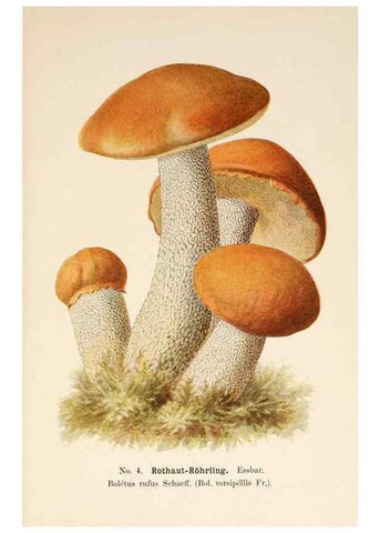 Reproducción/Reproduction 8510509442: Führer für Pilzfreunde.. Zwickau i. S.,Förster & Borries,1896.