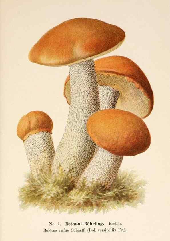 Reproducción/Reproduction 8510509442: Führer für Pilzfreunde.. Zwickau i. S.,Förster & Borries,1896.