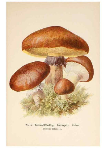 Reproducción/Reproduction 8509401299: Führer für Pilzfreunde.. Zwickau i. S.,Förster & Borries,1896.