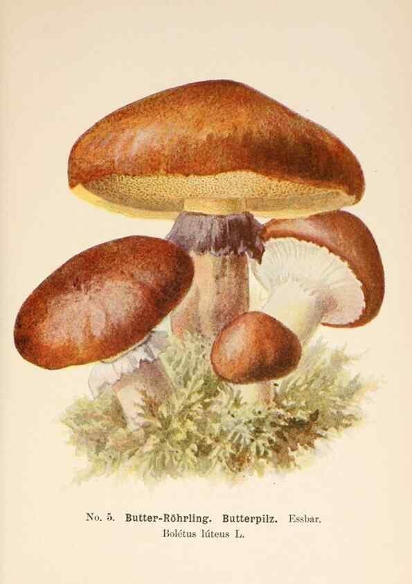 Reproducción/Reproduction 8509401299: Führer für Pilzfreunde.. Zwickau i. S.,Förster & Borries,1896.