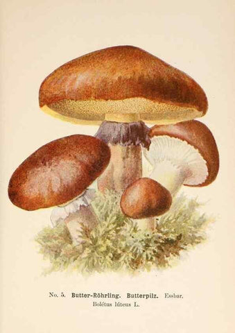 Reproducción/Reproduction 8509401299: Führer für Pilzfreunde.. Zwickau i. S.,Förster & Borries,1896.