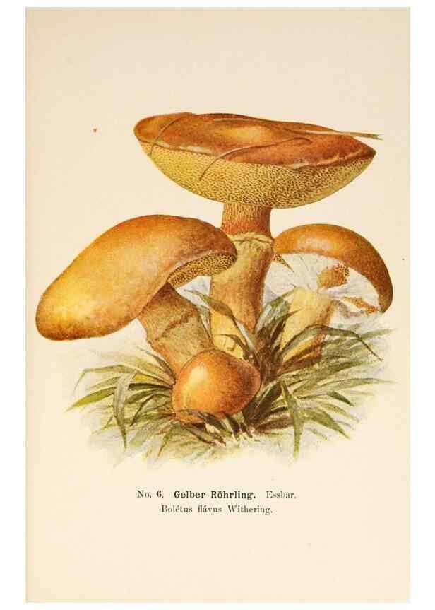 Reproducción/Reproduction 8510510084: Führer für Pilzfreunde.. Zwickau i. S.,Förster & Borries,1896.