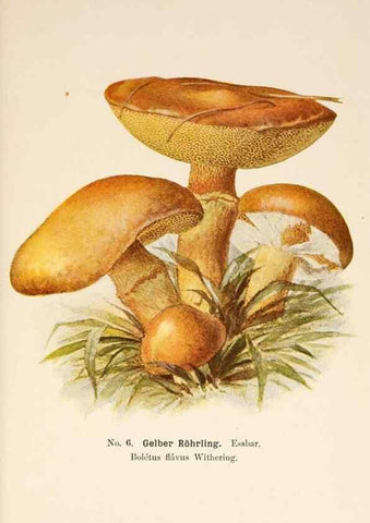 Reproducción/Reproduction 8510510084: Führer für Pilzfreunde.. Zwickau i. S.,Förster & Borries,1896.