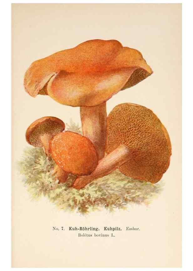 Reproducción/Reproduction 8510510636: Führer für Pilzfreunde.. Zwickau i. S.,Förster & Borries,1896.
