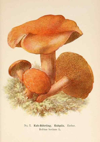 Reproducción/Reproduction 8510510636: Führer für Pilzfreunde.. Zwickau i. S.,Förster & Borries,1896.