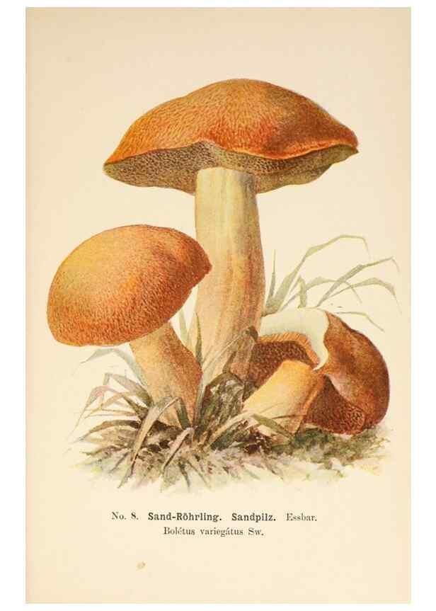 Reproducción/Reproduction 8509402559: Führer für Pilzfreunde.. Zwickau i. S.,Förster & Borries,1896.