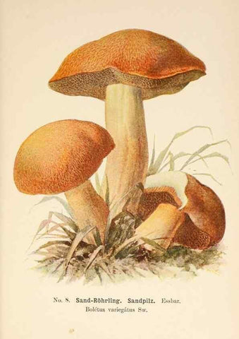 Reproducción/Reproduction 8509402559: Führer für Pilzfreunde.. Zwickau i. S.,Förster & Borries,1896.