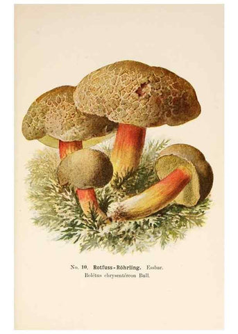 Reproducción/Reproduction 8510511800: Führer für Pilzfreunde.. Zwickau i. S.,Förster & Borries,1896.