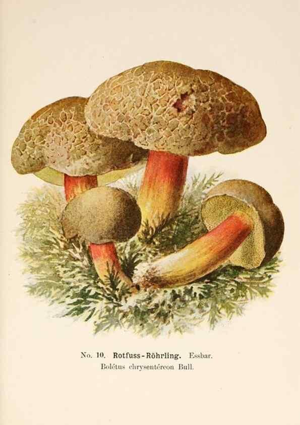 Reproducción/Reproduction 8510511800: Führer für Pilzfreunde.. Zwickau i. S.,Förster & Borries,1896.
