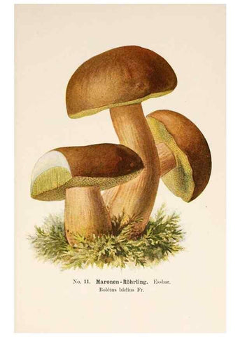 Reproducción/Reproduction 8509403713: Führer für Pilzfreunde.. Zwickau i. S.,Förster & Borries,1896.