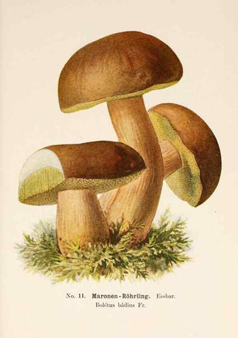 Reproducción/Reproduction 8509403713: Führer für Pilzfreunde.. Zwickau i. S.,Förster & Borries,1896.