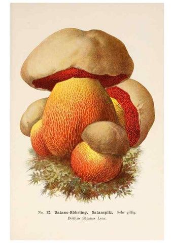Reproducción/Reproduction 8510512548: Führer für Pilzfreunde.. Zwickau i. S.,Förster & Borries,1896.