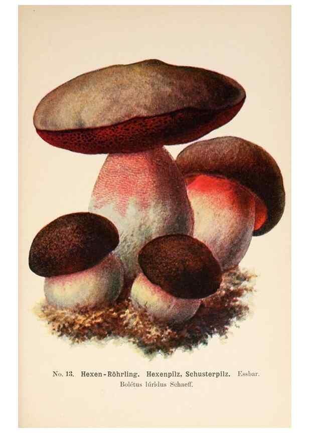 Reproducción/Reproduction 8510512860: Führer für Pilzfreunde.. Zwickau i. S.,Förster & Borries,1896.
