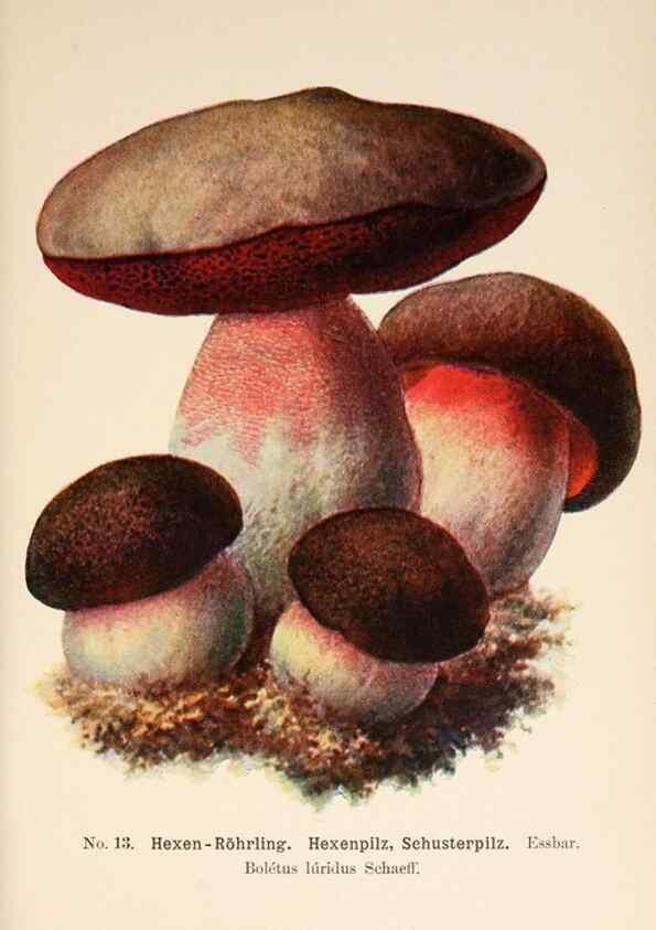 Reproducción/Reproduction 8510512860: Führer für Pilzfreunde.. Zwickau i. S.,Förster & Borries,1896.