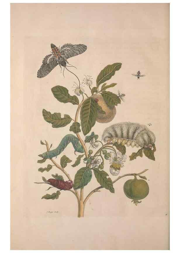 Reproducción/Reproduction 8506207757: Metamorphosis insectorum surinamensium.. Amsterdam :Voor den auteur, als ook by G. Valck,[1705]