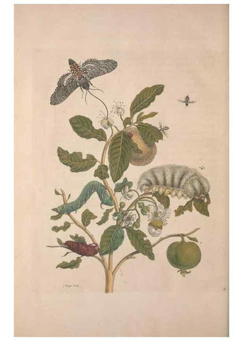 Reproducción/Reproduction 8506207757: Metamorphosis insectorum surinamensium.. Amsterdam :Voor den auteur, als ook by G. Valck,[1705]