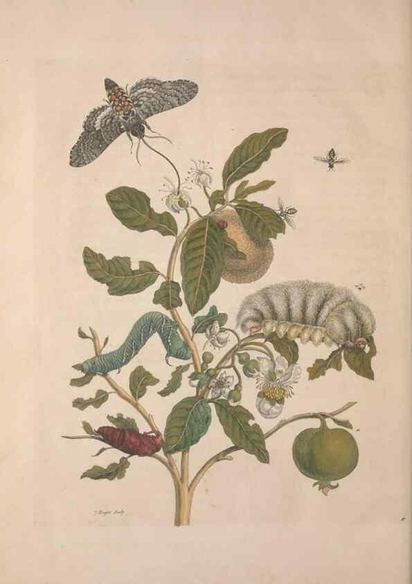 Reproducción/Reproduction 8506207757: Metamorphosis insectorum surinamensium.. Amsterdam :Voor den auteur, als ook by G. Valck,[1705]