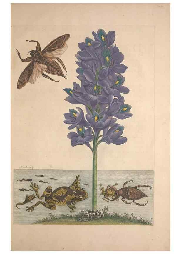 Reproducción/Reproduction 8506207179: Metamorphosis insectorum surinamensium.. Amsterdam :Voor den auteur, als ook by G. Valck,[1705]