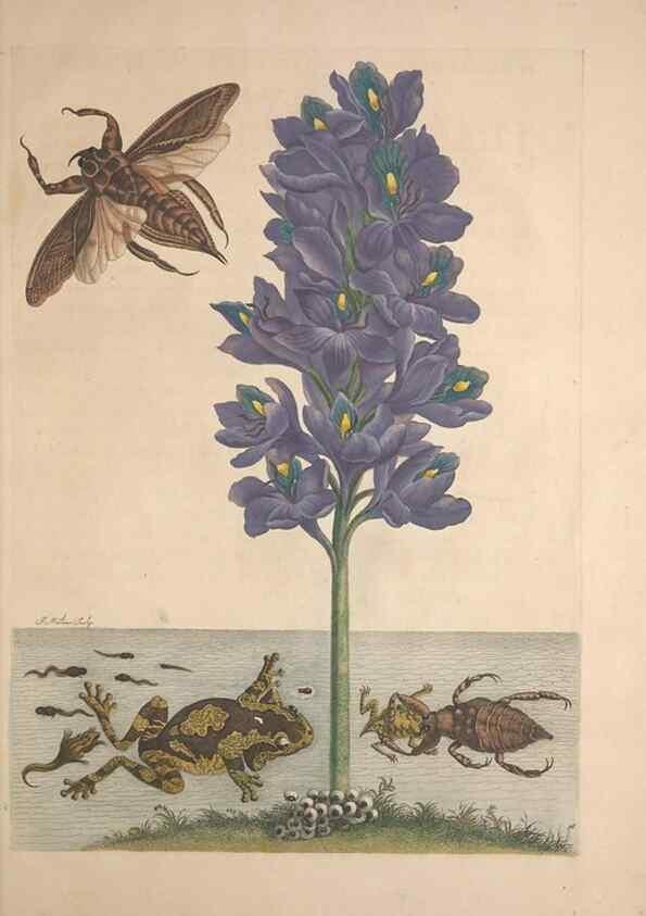 Reproducción/Reproduction 8506207179: Metamorphosis insectorum surinamensium.. Amsterdam :Voor den auteur, als ook by G. Valck,[1705]
