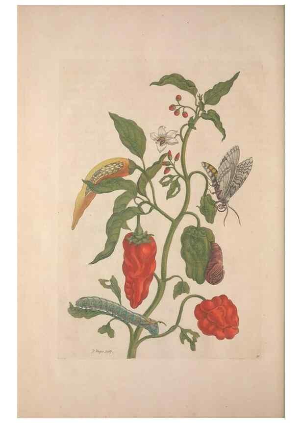 Reproducción/Reproduction 8507316970: Metamorphosis insectorum surinamensium.. Amsterdam :Voor den auteur, als ook by G. Valck,[1705]
