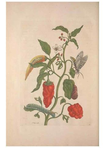 Reproducción/Reproduction 8507316970: Metamorphosis insectorum surinamensium.. Amsterdam :Voor den auteur, als ook by G. Valck,[1705]