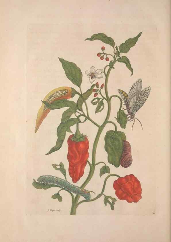 Reproducción/Reproduction 8507316970: Metamorphosis insectorum surinamensium.. Amsterdam :Voor den auteur, als ook by G. Valck,[1705]