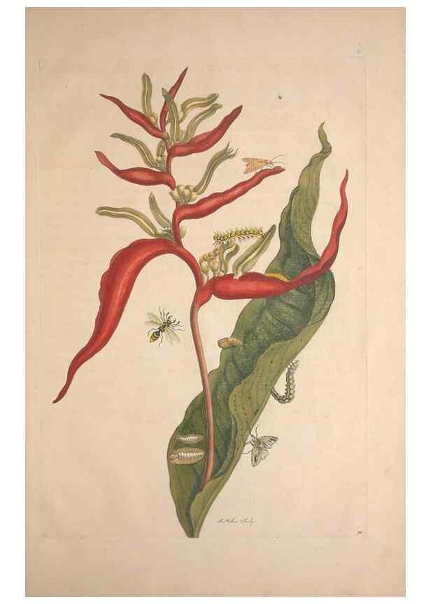 Reproducción/Reproduction 8506205895: Metamorphosis insectorum surinamensium.. Amsterdam :Voor den auteur, als ook by G. Valck,[1705]