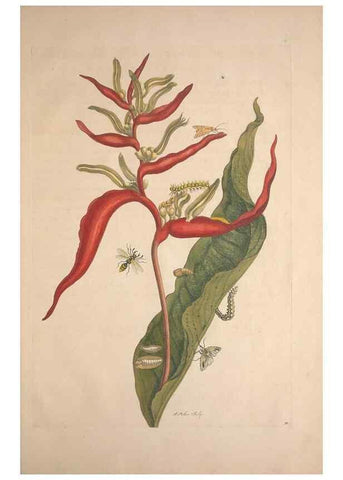 Reproducción/Reproduction 8506205895: Metamorphosis insectorum surinamensium.. Amsterdam :Voor den auteur, als ook by G. Valck,[1705]