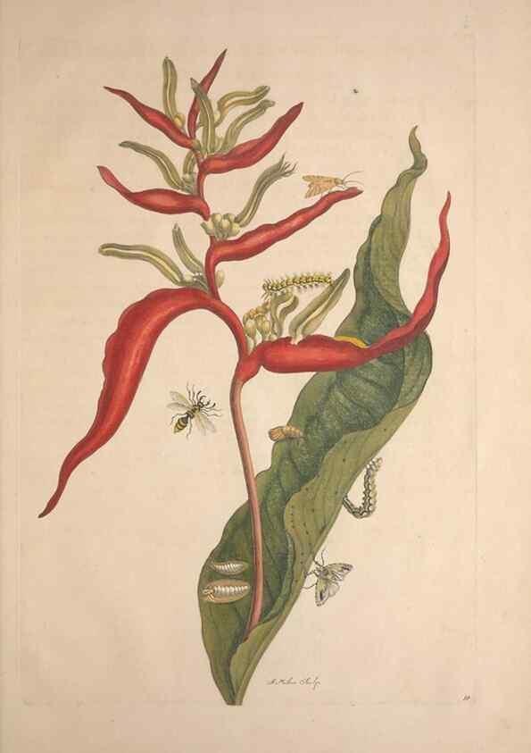Reproducción/Reproduction 8506205895: Metamorphosis insectorum surinamensium.. Amsterdam :Voor den auteur, als ook by G. Valck,[1705]