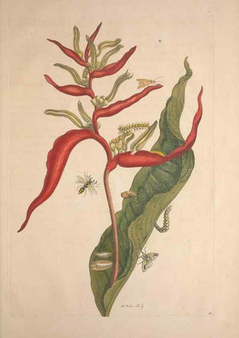 Reproducción/Reproduction 8506205895: Metamorphosis insectorum surinamensium.. Amsterdam :Voor den auteur, als ook by G. Valck,[1705]
