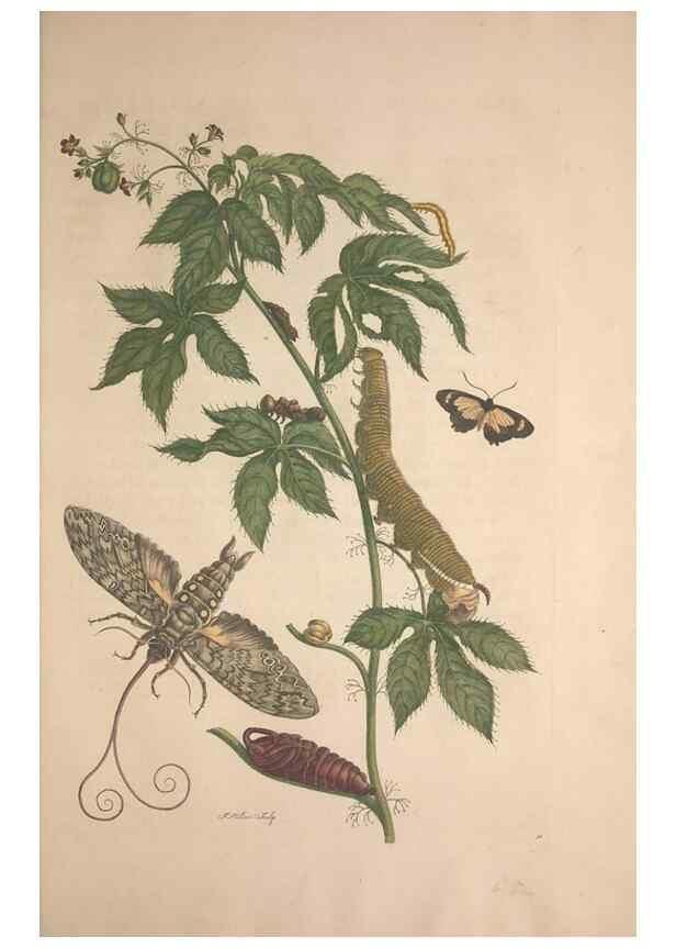 Reproducción/Reproduction 8506195993: Metamorphosis insectorum surinamensium.. Amsterdam :Voor den auteur, als ook by G. Valck,[1705]