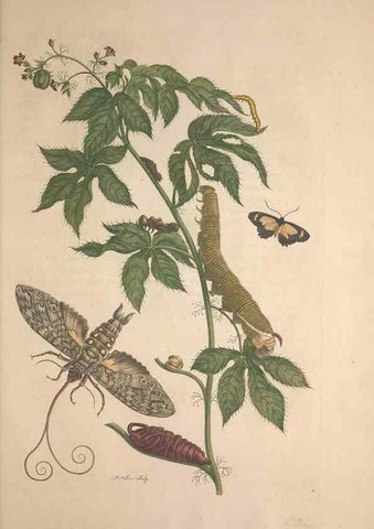 Reproducción/Reproduction 8506195993: Metamorphosis insectorum surinamensium.. Amsterdam :Voor den auteur, als ook by G. Valck,[1705]