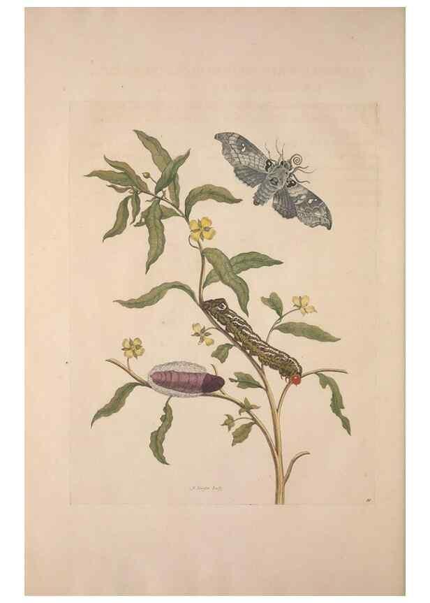 Reproducción/Reproduction 8507307144: Metamorphosis insectorum surinamensium.. Amsterdam :Voor den auteur, als ook by G. Valck,[1705]
